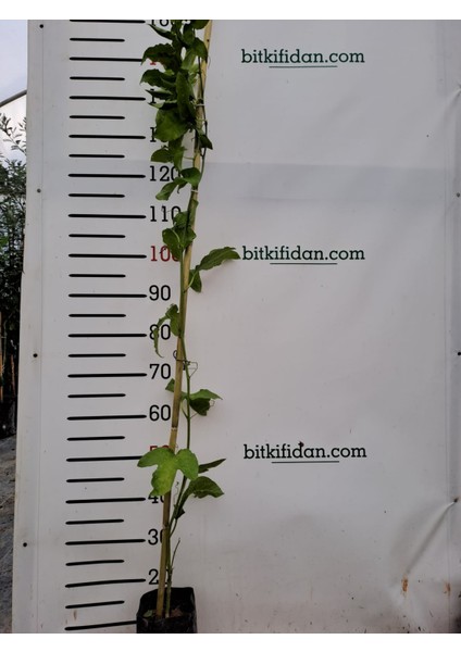 3 Yaş Passiflora (çarkıfelek) Fidanı