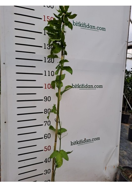 3 Yaş Passiflora (çarkıfelek) Fidanı