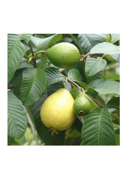 2 Yaş Guava Fidanı