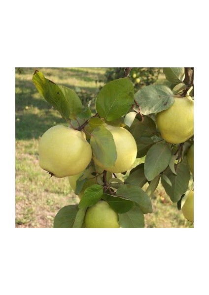 4 Yaş Aşılı Ekmek Ayvası Fidanı