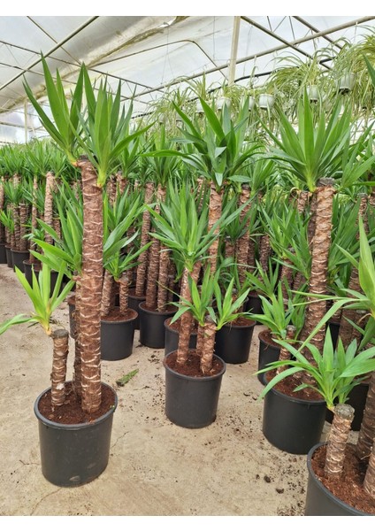 4 yaş 3'lü Yucca Çiçeği-120-150 cm