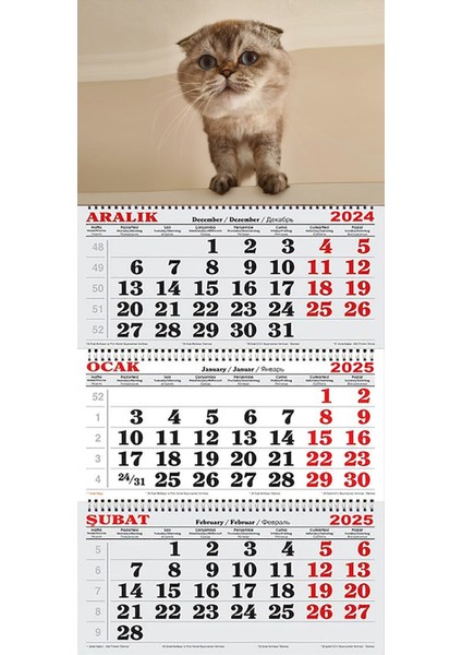 2025 Yılı Gemici Takvimi-Scottish Fold Yavru Kedi