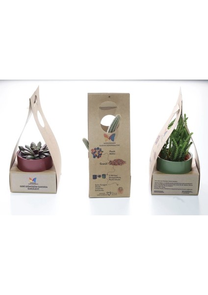 Geri Dönüşüm Saksılı Hediyelik Sukulent