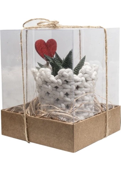 Makrome Saksılı Sukulent