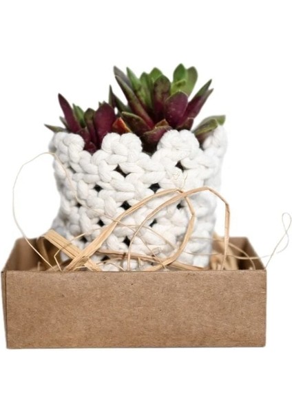 Makrome Saksılı Sukulent fiyatları