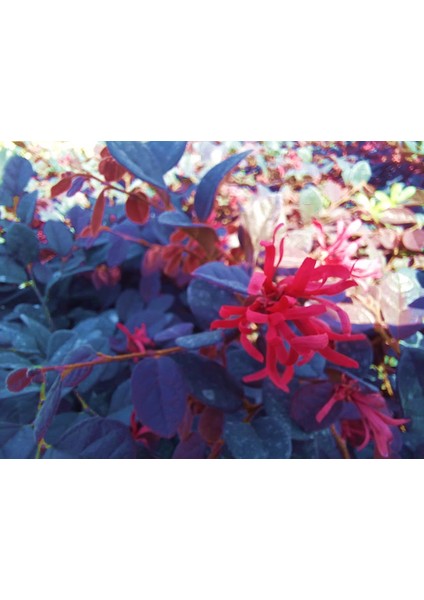LOROPETALUM - PEMBE RÜYA ÇİÇEĞİ 5 ADET