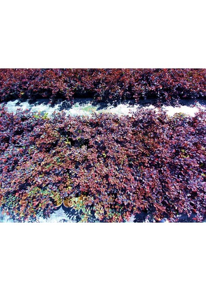 LOROPETALUM - PEMBE RÜYA ÇİÇEĞİ 5 ADET