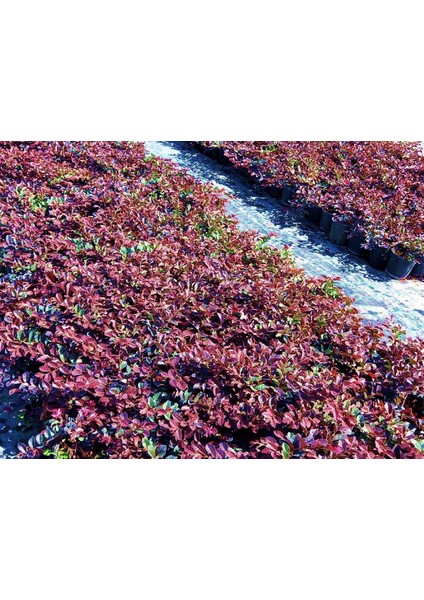 LOROPETALUM - PEMBE RÜYA ÇİÇEĞİ 5 ADET