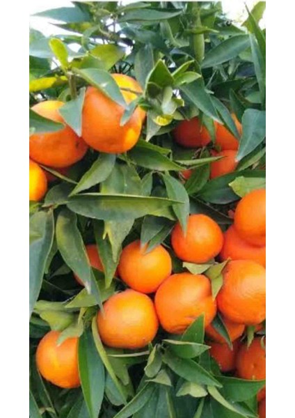 Tüplü Aşılı King Mandalina Fidanı