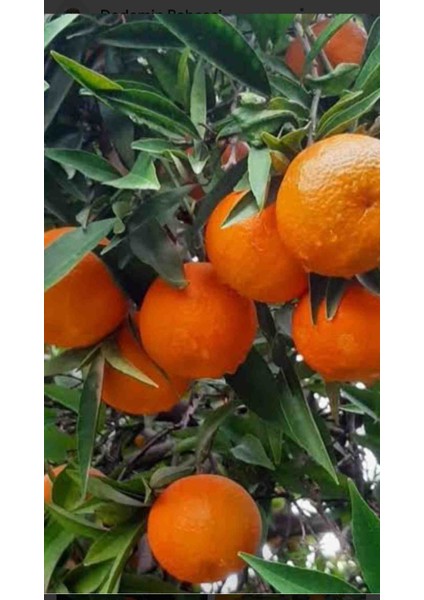Tüplü Aşılı King Mandalina Fidanı