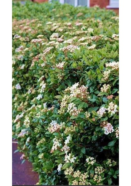 Parlak Yapraklı Yağlı Kartopu Çiçeği Viburnum Tinus Lucidum Saksıda 130CM