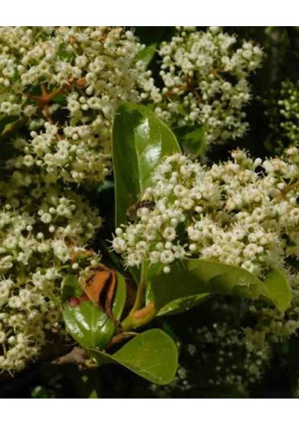 Parlak Yapraklı Yağlı Kartopu Çiçeği Viburnum Tinus Lucidum Saksıda 130CM fiyatları