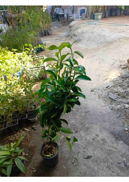 Parlak Yapraklı Yağlı Kartopu Çiçeği Viburnum Tinus Lucidum Saksıda 130CM indirimleri