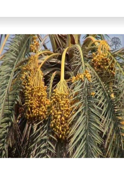 Tüplü Arabistan Hurma Ağacı Fidanı 40/60 cm