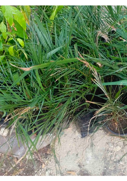 Tüplü Arabistan Hurma Ağacı Fidanı 40/60 cm fiyatları