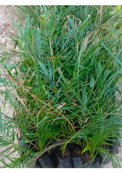 Tüplü Arabistan Hurma Ağacı Fidanı 40/60 cm modelleri