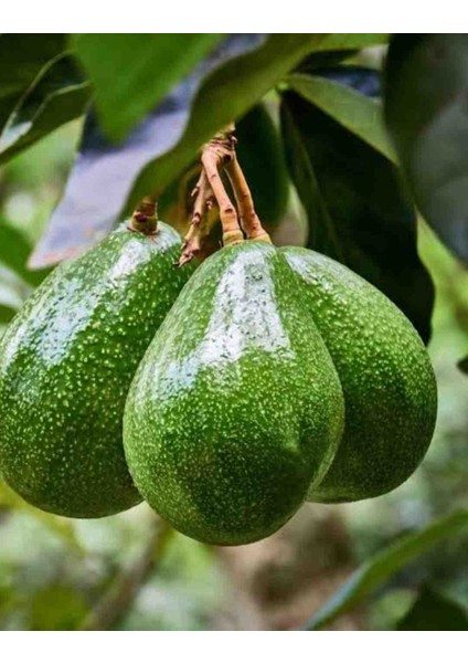 Tüplü 2yaş Zutano Avakado Fidanı