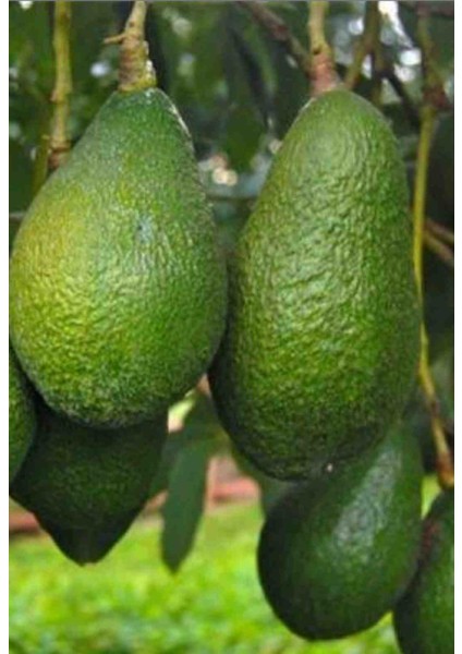 Tüplü 2yaş Zutano Avakado Fidanı fiyatları