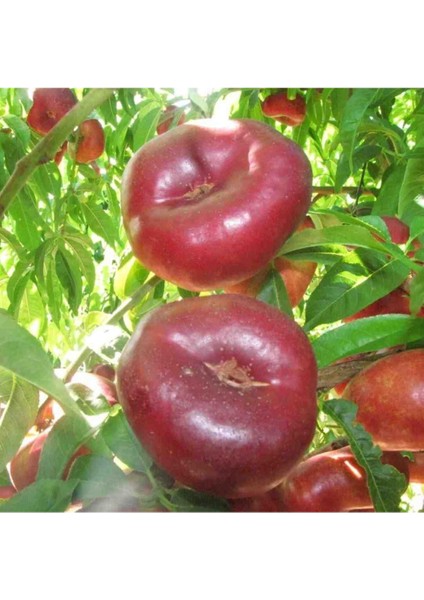 Nadir Tüplü Aşılı Bodur Basık Yassı Nektarin Fidanı