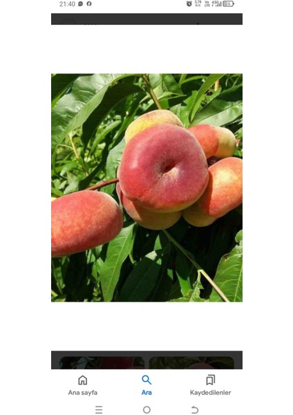 Nadir Tüplü Aşılı Bodur Basık Yassı Nektarin Fidanı fiyatları