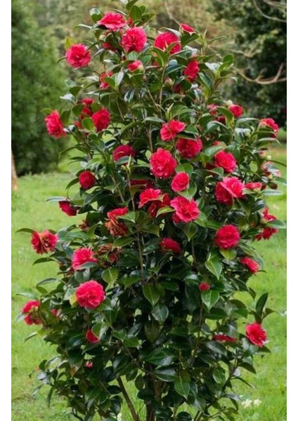 Saksıda Kırmızı Renkli Kamelya Çiçeği Fidanı 60 - 80 cm