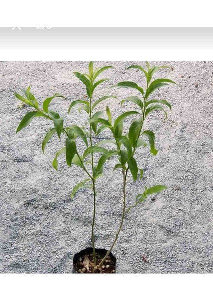 Tüplü Melisa Gece Sefası (Limon Çiçegi) 40 - 60 cm