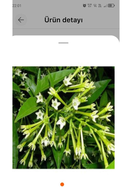 Tüplü Melisa Gece Sefası (Limon Çiçegi) 40 - 60 cm fiyatları
