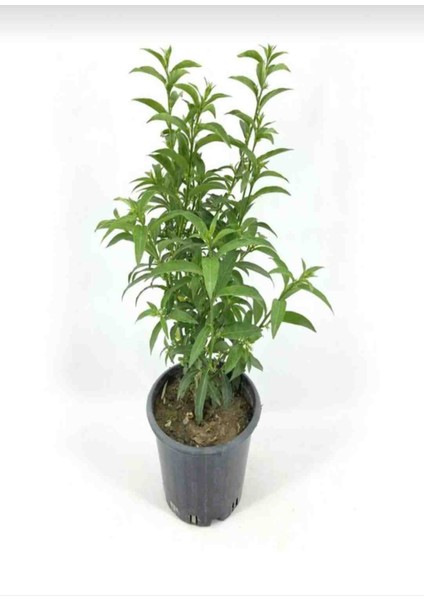 Tüplü Melisa Gece Sefası (Limon Çiçegi) 40 - 60 cm modelleri