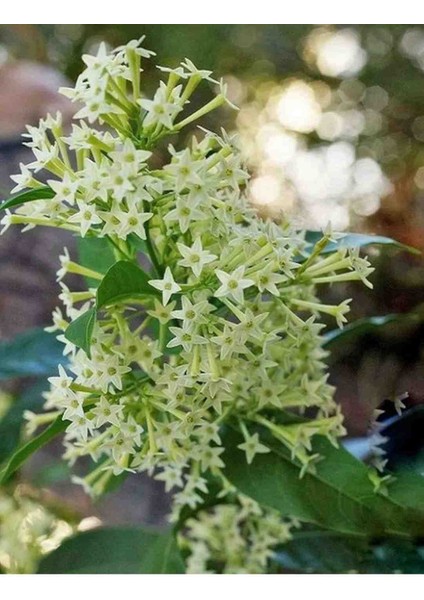 Tüplü Melisa Gece Sefası (Limon Çiçegi) 40 - 60 cm fırsatları