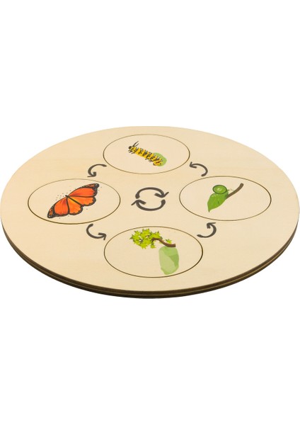 Montessori Yaşam Döngüleri