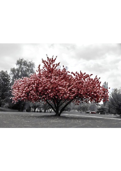 Bordo-Gri Renk Sonbahar Ağacı|Çerçeveli Temperli Cam Tablo Tekli Yatay fiyatları