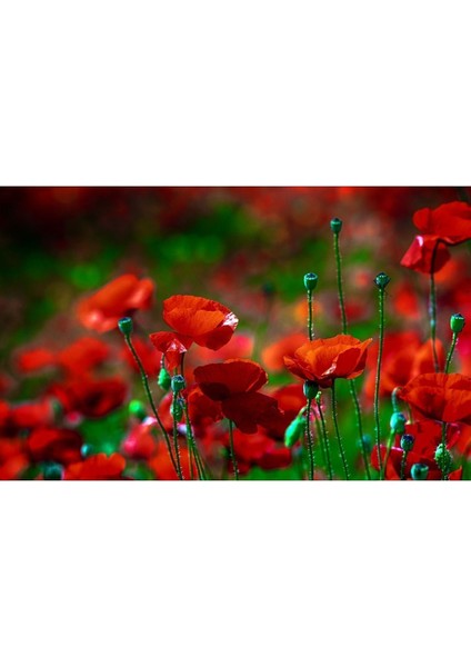 Yaz Manzaralı Kırmızı Gelincik Tarlası Modeli |Çerçeveli Temperli Cam Tablo Tekli Yatay fiyatları