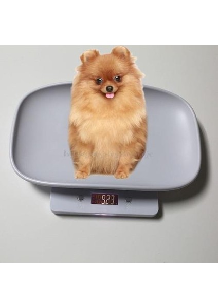 1g 10 kg Pet Köpek Kedi Hayvan Ölçeği Dijital Bebek Bebek Ağırlık Ölçeği (Kg / Oz / Lb) | Tartım Ölçekleri (Yurt Dışından) modelleri
