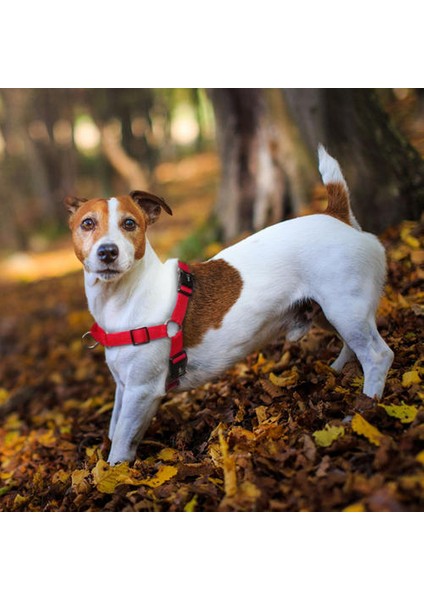 Hiçbir Çekme Köpek Koşum Yok Boğulma Eğitim Köpekler Koşum Ön Sabitleme Koşum Çekme Durdurma | Pullingdog Koşumunu Durdur (Kırmızı) (Yurt Dışından)