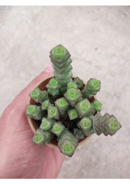 Crassula Mariniera Sukulent-Bol Yavrulu-5.5 cm Saksı