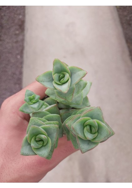 Crassula Perforata Sukulent-Bol Yavrulu-5.5 cm Saksı