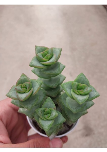 Crassula Perforata Sukulent-Bol Yavrulu-5.5 cm Saksı