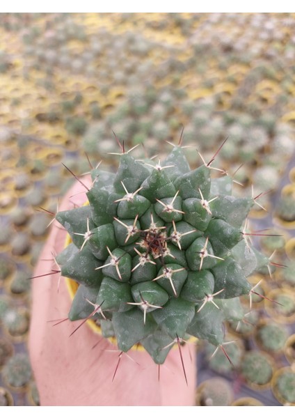 Mamillaria Compressa Kaktüs- Dolgun Formlu-5.5 cm Saksı