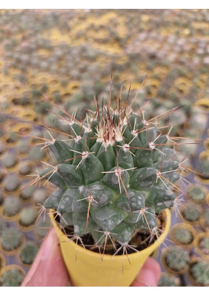 Mamillaria Compressa Kaktüs- Dolgun Formlu-5.5 cm Saksı