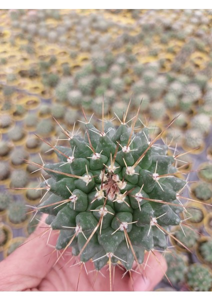 Mamillaria Compressa Kaktüs- Dolgun Formlu-5.5 cm Saksı