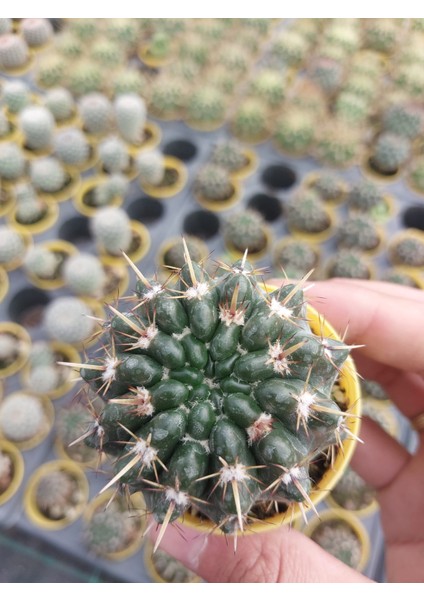 Notocactus  Submammulosus Kaktüs- Dolgun Formlu-5.5 cm Saksı