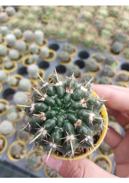 Notocactus  Submammulosus Kaktüs- Dolgun Formlu-5.5 cm Saksı