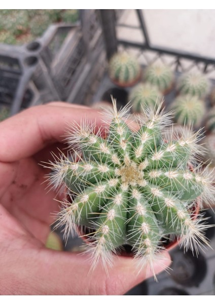 Parodia Magnifica-Sarı Çiçek Açan Kaktüs-5.5 cm Saksı