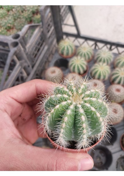 Parodia Magnifica-Sarı Çiçek Açan Kaktüs-5.5 cm Saksı