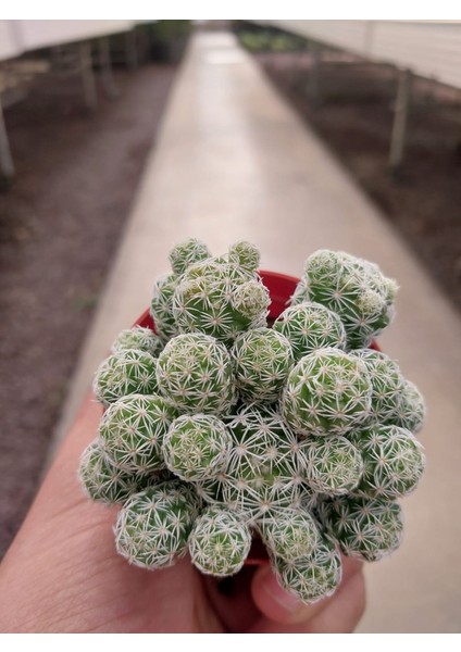 Mammillaria Gracilis Kaktüs-Bol Yavrulu-5.5 cm Saksı