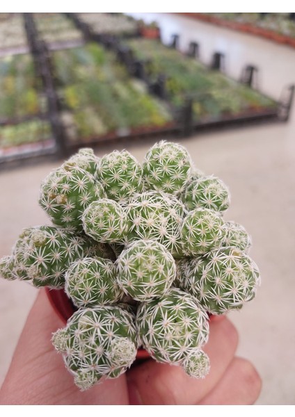 Mammillaria Gracilis Kaktüs-Bol Yavrulu-5.5 cm Saksı