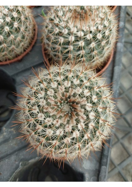 Mammillaria Schlosseri Kaktüs-5.5 cm Saksı