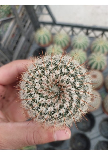 Mammillaria Schlosseri Kaktüs-5.5 cm Saksı