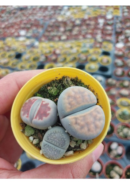 Farkı Renkli Lithops Taş Kaktüs-5.5 cm Saksı