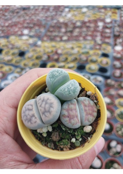 Farkı Renkli Lithops Taş Kaktüs-5.5 cm Saksı